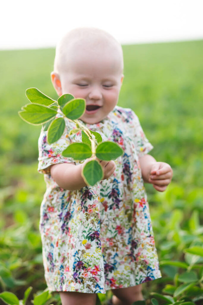 Egy ruhás kislány megmutatja az ujját a szójabab csírán a kezében. Glicin max, szójabab, szójabab, szójabab termesztés. Mezőgazdasági szója ültetvény a napsütéses napon. kezeletlen mező gyomokkal. - Fotó, kép
