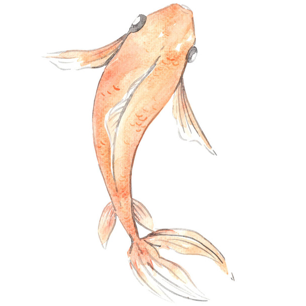 Ilustración de acuarela de peces Koi naranja para la decoración de la vida marina y el festival tradicional chino. - Foto, imagen