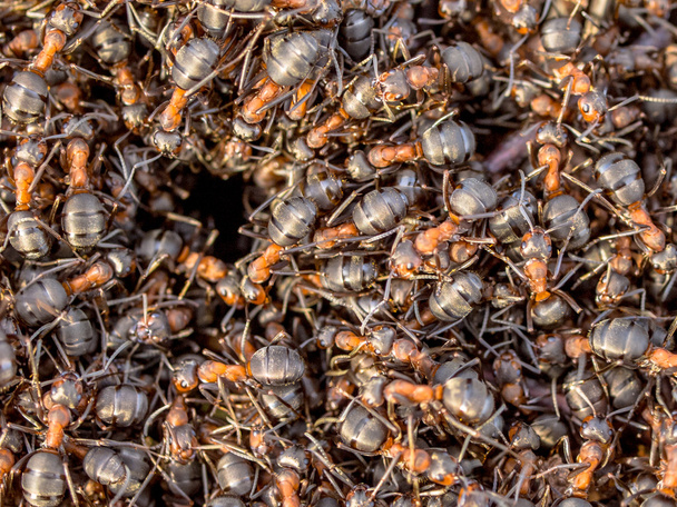 Rote Ameisen kriechen um den Eingang ihres Nestes - Foto, Bild