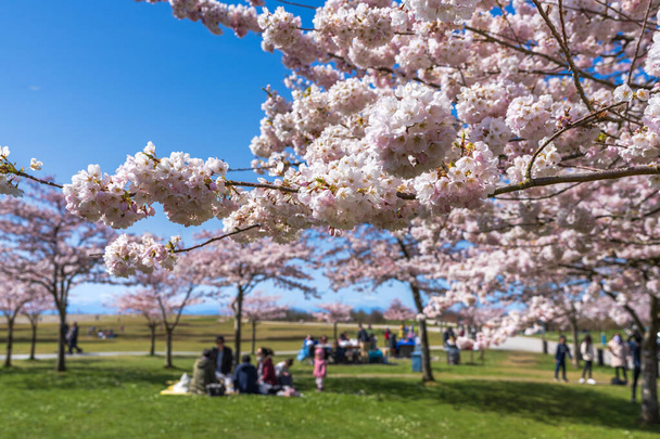 People having a picnic in the Garry Point Park in springtime, enjoying cherry blossom flowers in full bloom. Richmond, BC, Canada. - Foto, afbeelding