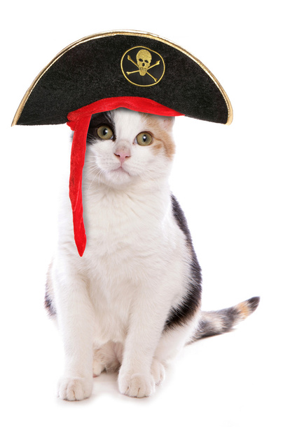 yerli kedi pirat - Fotoğraf, Görsel