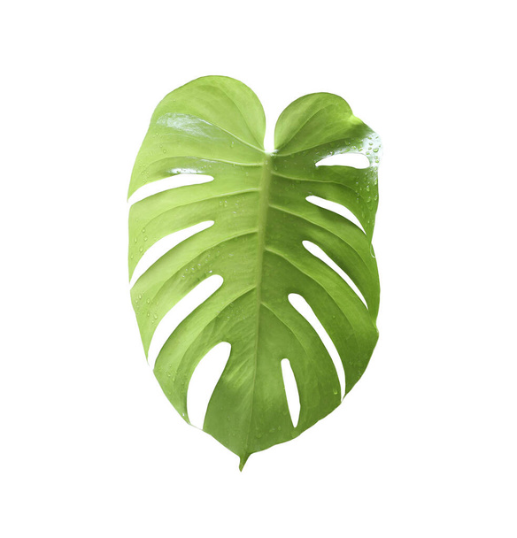 Green leaf isolated on white background,leaves of monstera and have clipping paths. - Photo, Image