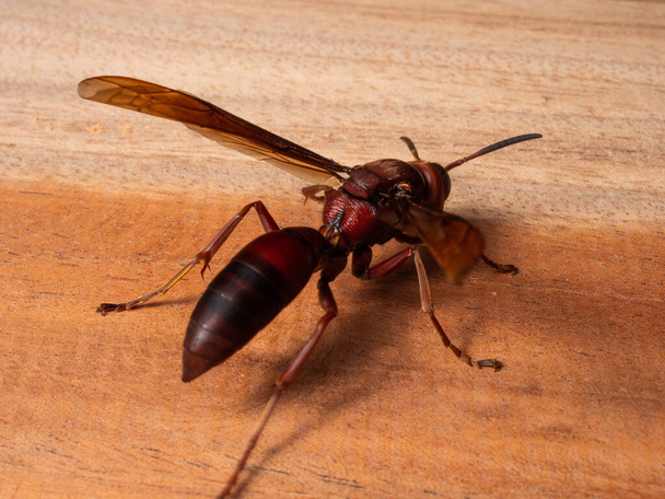 Ropalidia fasciata, a common paper wasp, is a wide-ranging species that is distributed from India to the Lesser Sunda Islands, Palawan, and Ryukyu Islands, occupying the northern edge of Ropalidia's larger distribution. - Фото, зображення