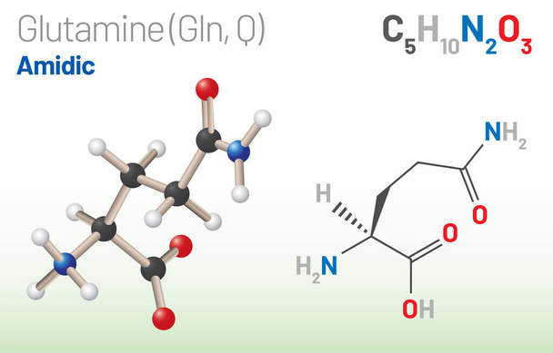Glutamina (Gln, Q) molécula de aminoácidos. (fórmula química C5H10N2O3) se utiliza en la biosíntesis de proteínas. Modelo de bola y palo, modelo de relleno de espacio y fórmula esquelética. Ilustración de vectores en capas - Vector, Imagen