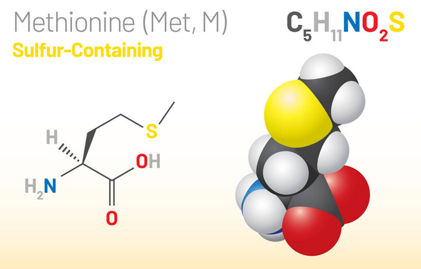 Methionine (Met, M) amino acid molecule. (Chemical formula C5H11NO2S) it is used in the biosynthesis of proteins. Ball-and-stick model, space-filling model and skeletal formula. Layered vector illustration - Vektor, Bild