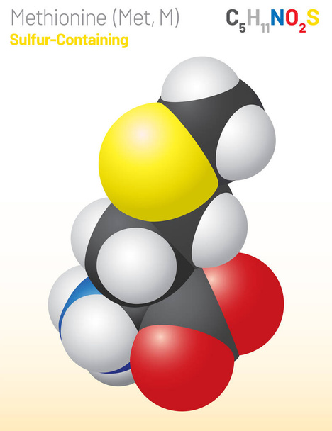 Methionine (Met, M) amino acid molecule. (Chemical formula C5H11NO2S) it is used in the biosynthesis of proteins. Ball-and-stick model, space-filling model and skeletal formula. Layered vector illustration - Vektor, Bild