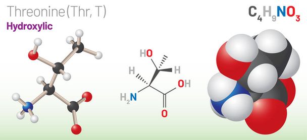 Молекула амінокислот Thhr, T. (Хімічна формула C4H9NO3) використовується в біосинтезі білка. Модель м'яча та палички, модель заповнення простору та формула скелета. Шаруваті Векторні ілюстрації
 - Вектор, зображення