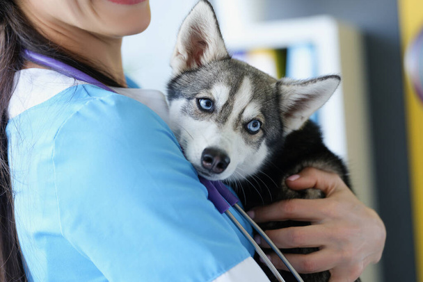 A female veterinarian is holding a cute husky puppy - Zdjęcie, obraz