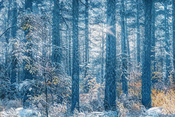 Donmuş karlı ormanda büyülü kış günbatımı. - Fotoğraf, Görsel
