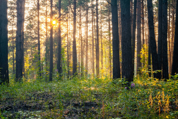 puesta de sol brillante en el bosque, fondo del bosque natural - Foto, Imagen