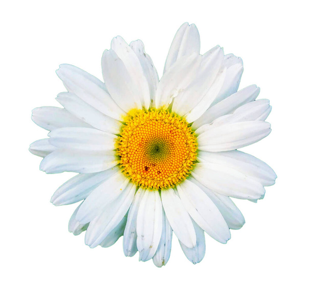 Fleur de marguerite avec de longs pétales et un centre jaune. Plante médicinale. - Photo, image