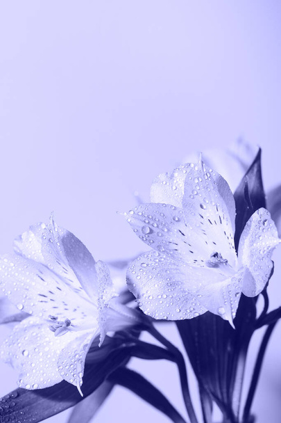 φρέσκα όμορφα λουλούδια τονισμένα στο μοντέρνο Very Peri. Το χρώμα της χρονιάς. λουλουδάτο φόντο, ελάχιστο φόντο της φύσης. έννοια της κάρτας διακοπών. αντίγραφο χώρου - Φωτογραφία, εικόνα