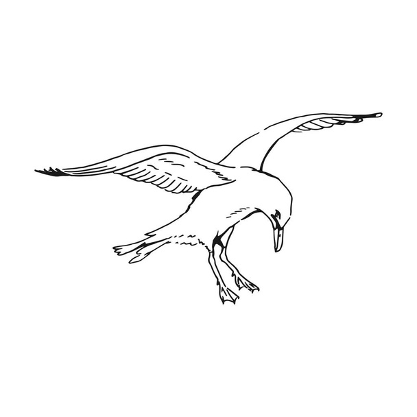Esboço de gaivotas voadoras. Ilustração desenhada à mão convertida em vetor. Estilo de arte de linha isolado no fundo branco. - Vetor, Imagem