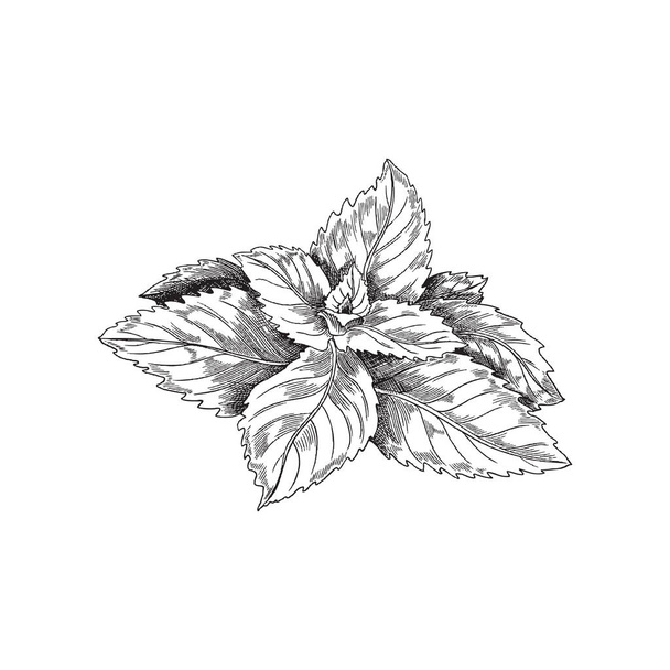 Monochrome mint plant vintage vector sketch. Peppermint tea label or package design, black and white antique mint leaf. - Vecteur, image