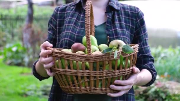 Νεαρή αγρότισσα κρατά ένα καλάθι με ώριμα αχλάδια.  - Πλάνα, βίντεο