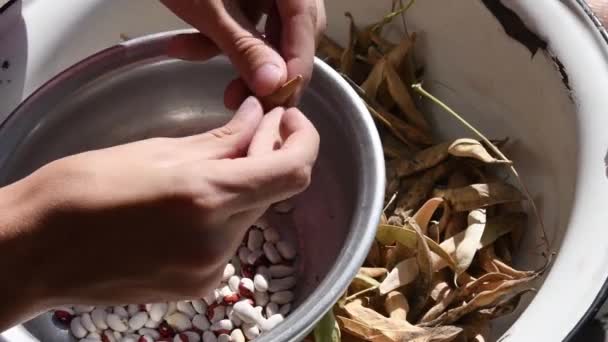Hands shell husk kidney beans pods into old bowl in kitchen - Video, Çekim