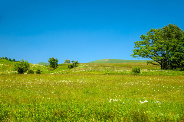 Paisaje en la República de Karachay-Cherkess. Pintorescas colinas onduladas, verdes prados y árboles solitarios - Foto, imagen