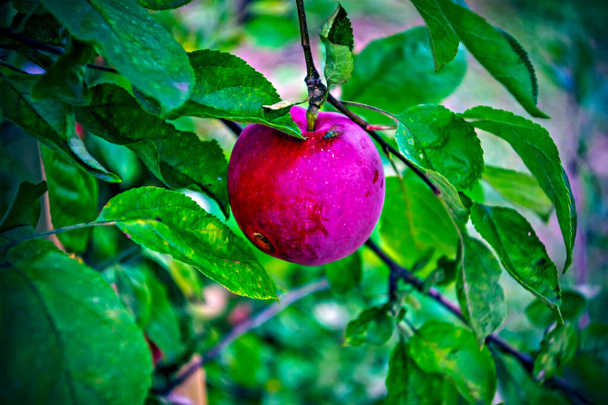 apples on a branch in the garden in summer, lomography - Zdjęcie, obraz