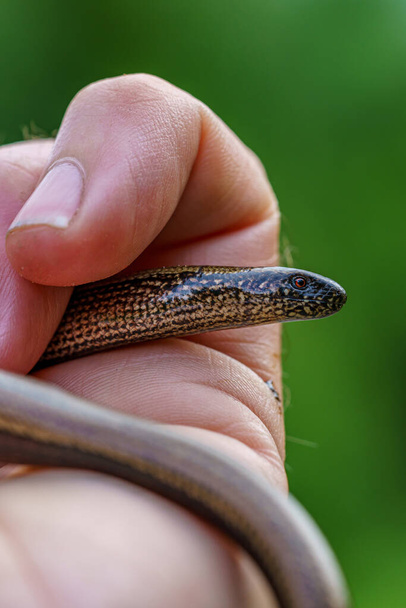 Detailed close up of a slow worm, Anguis fragilis, crawling in my hand - Photo, Image