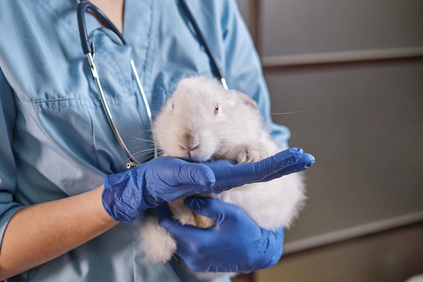 Femme médecin tenant un lapin blanc dans ses bras,, examen physique complet de l'animal de compagnie. Gros plan - Photo, image