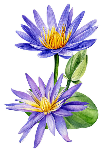 Fleurs bleues tropicales, lotus, bourgeon, feuille sur blanc isolé, dessin aquarelle, peinture botanique - Photo, image