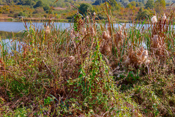 Cattail or bulrush is spreading seeds by blowing in the wind in a wetland or swamp. - Photo, Image