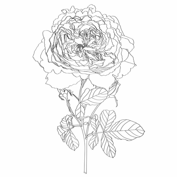 Sketch Floral Botany Branch. Roses flower with leaves. Line art on white backgrounds. Hand Drawn Botanical Illustrations. - Vector, imagen