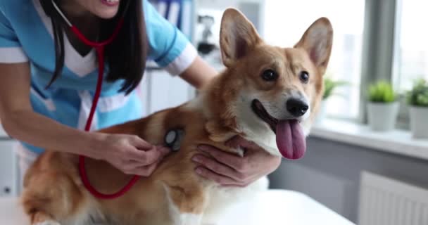 Eläinlääkärin kädet tutkimassa koiraa sairaalassa - Materiaali, video