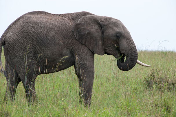 elefantti - Valokuva, kuva