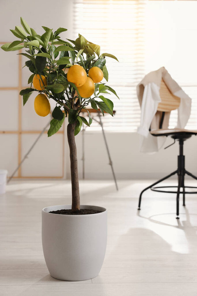 Idea for minimalist interior design. Small potted lemon tree with fruits indoors - Fotó, kép