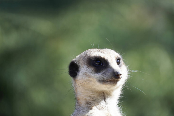 A closeup shot of a meerkat on a blurred background - Fotó, kép