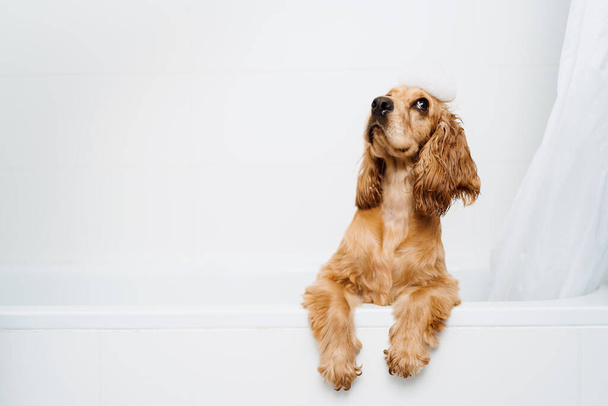 мила собака у ванній
 - Фото, зображення
