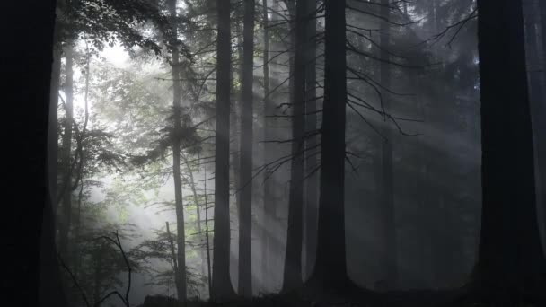 Mist in forest with sunbeam rays. Countryside springtime landscape. Dark foggy forest - Footage, Video