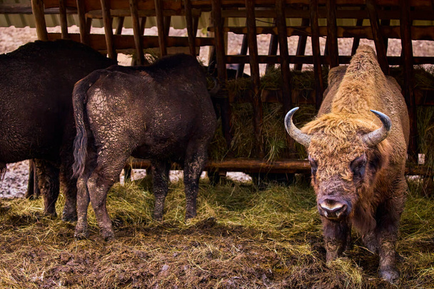 Bison from a reservation in Romania (Endangered animals) Carpathian bison. - Foto, imagen