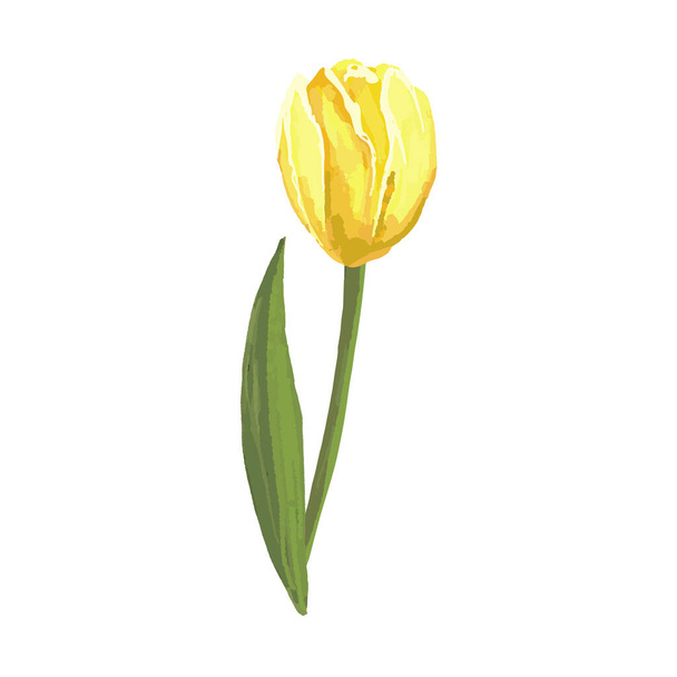 akvarell sárga tulipán vektor kézi rajz kézi rajz. - Vektor, kép