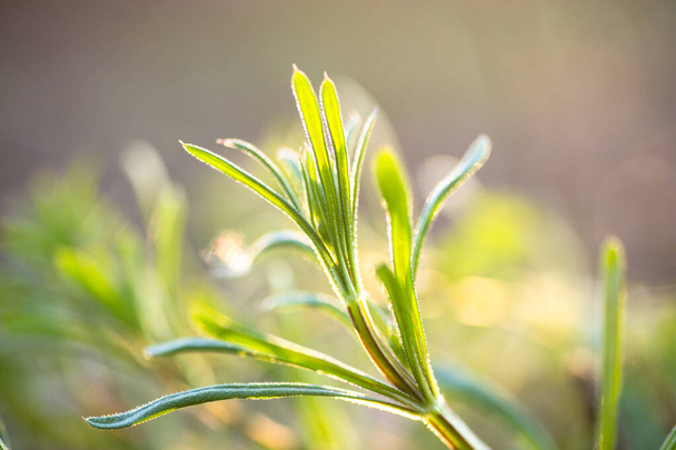 Stachelgras, Galium aparine, Kraut auf der Sommerwiese. Gelbe Blüten inmitten von Grassonne. Sommer natürlichen Hintergrund. Kopierraum. - Foto, Bild