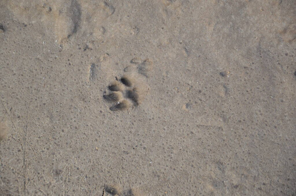 Animal footprints are imprinted on a the ground - Photo, Image