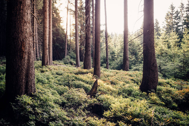 Sunny őszi erdő háttér nézet - Fotó, kép