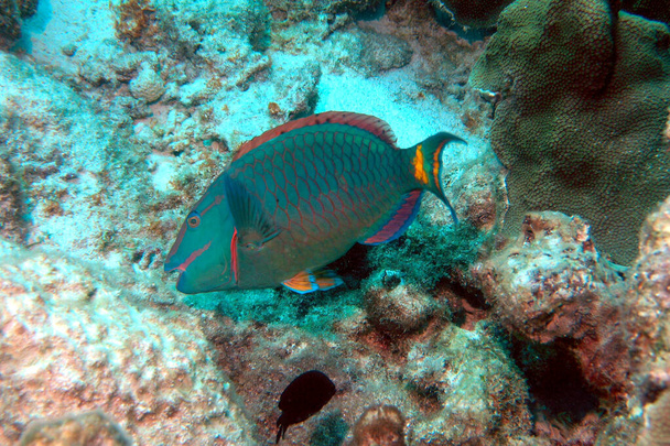 Stoplight parrot fish feeding on the coral in Bonaire - Photo, image
