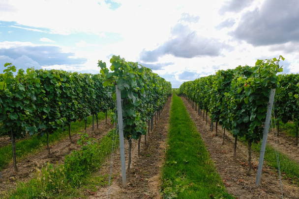 Riesling plantation in Saulheim, Rheinland-Pfalz, Germany. Wine tourism. Shot against the sun. - Фото, зображення
