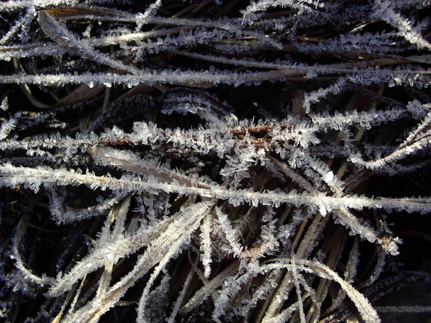 Details of frozen plants in ice and the snow - Фото, изображение