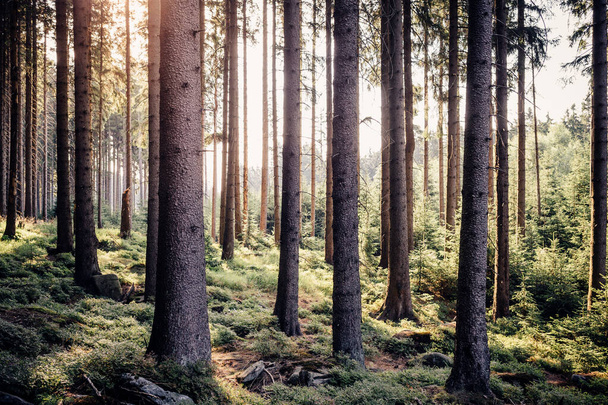 Bäume im Wald in den Bergen. Hintergrund Natur - Foto, Bild