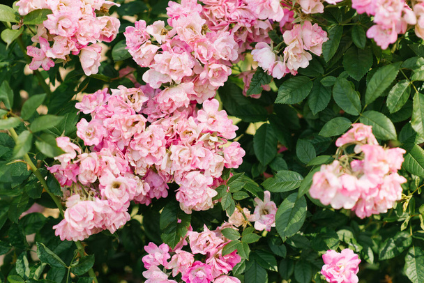 Πολλά μικρά ροζ τριαντάφυλλα σε θάμνο κοντά στον κήπο. Φροντίδα των τριανταφυλλιών το καλοκαίρι - Φωτογραφία, εικόνα