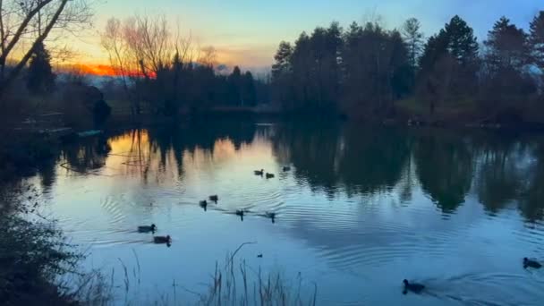 mallards with chicks at sunset in a pond of the Pellerina park in Turin. High quality 4k footage - Séquence, vidéo
