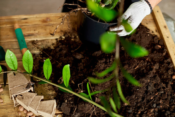 Κηπουρική εξοπλισμός με φυτά και χώμα σωρό σε ξύλινο τραπέζι Χόμπι και αναψυχή, κηπουρική στο σπίτι, Καλλιέργεια και φροντίδα για φυτά σε γλάστρες εσωτερικού χώρου. Zamioculcas Η αναφύτευση του φυτού στην κατσαρόλα. - Φωτογραφία, εικόνα
