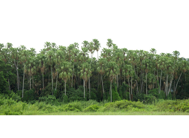 Group of Taraw Palm, Livistona saribus,isolated on white background,Chanod, is the most found at Ban Dung in  Kham Chanod, Udon Thani, Thailand. - Foto, Imagem