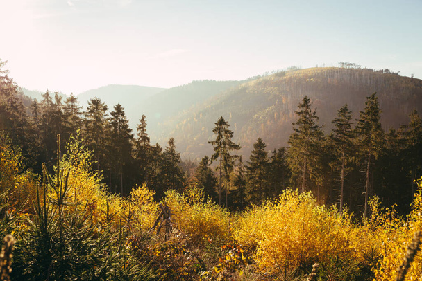 Πολύχρωμα φθινοπωρινά χρώματα του δάσους και φύλλα στο πάτωμα του δάσους, το εθνικό πάρκο Harz - Φωτογραφία, εικόνα