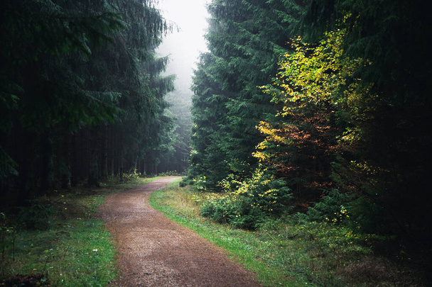 autunno foresta strada sfondo vista  - Foto, immagini