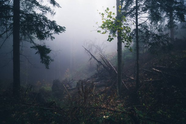 Σκούρο ομιχλώδες ομιχλώδες δάσος άποψη φόντο - Φωτογραφία, εικόνα