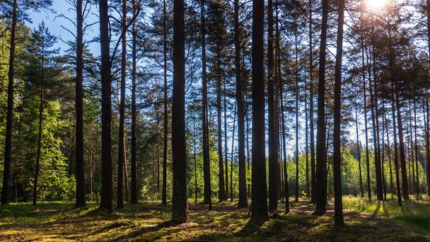 A dreamy pine forest in the morning in the warm sunshine - Foto, afbeelding